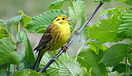 Banner Naturerlebnis Wanderung - Vogelstimmen bei Roßbach Kronwittberg