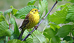 Logo Wanderung Naturerlebnis - Heimische Vogelstimmenwanderung bei Münchsdorf
